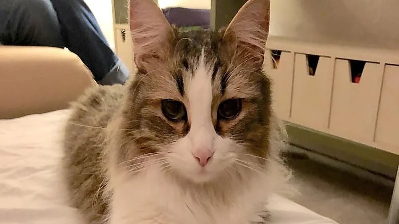 قطة تؤخر انطلاق قطار فائق السرعة لساعة كاملة