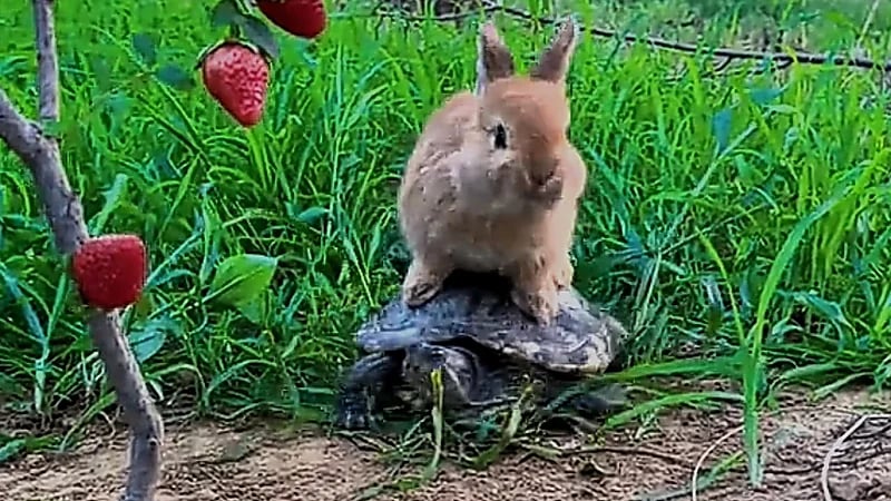 موقف طريف لأرنب يستخدم سلحفاة في التنقل .. فيديو