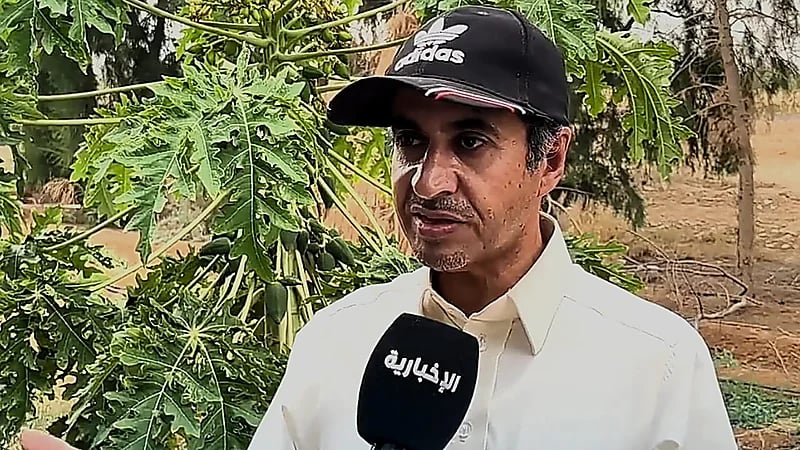 مزارع ينجح في زراعة شجر البابايا الاستوائي في رفحاء  ..  فيديو