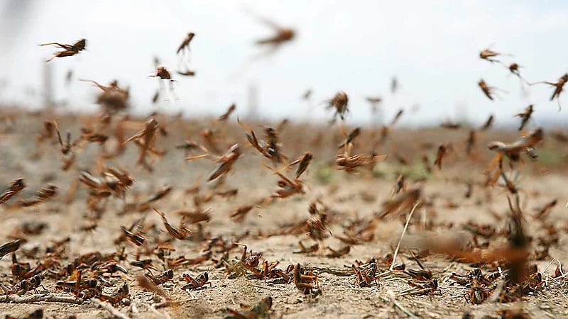 أسراب من الجراد تغزو الشوارع والمنازل وتثير الرعب في أمريكا..فيديو