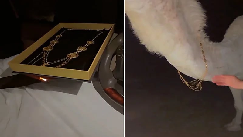 شاب يلبس ناقته طقم من الذهب .. فيديو