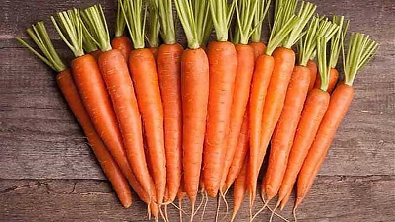 استشاري: لو أكلت 2 كيلو من الجزر سيصبح لونك برتقالي لكن لن يقوي نظرك