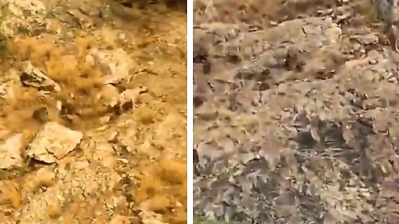 مطاردة لمجموعة من القرود الغاضبة لـ ضبع تشعل مواقع التواصل .. فيديو