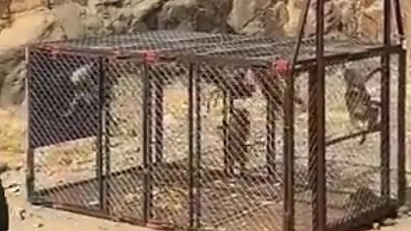 مقطع يوثق عملية اصطياد قرود البابون ..فيديو