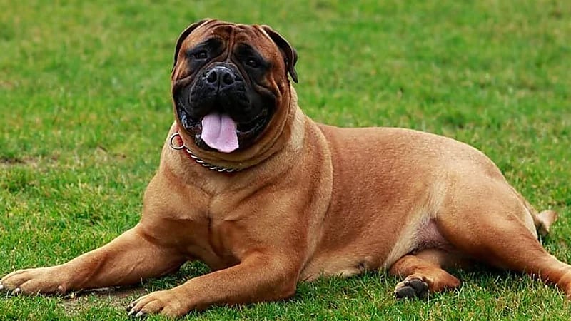 كلب يُنهي حياة صاحبته بطريقة مروعة .. صورة