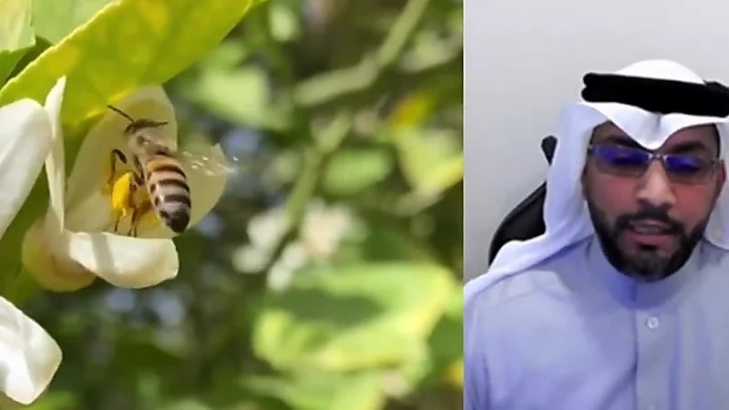 باحثون بجامعة حائل يحولون سم النحل لعلاج للسرطان والسكري.. فيديو