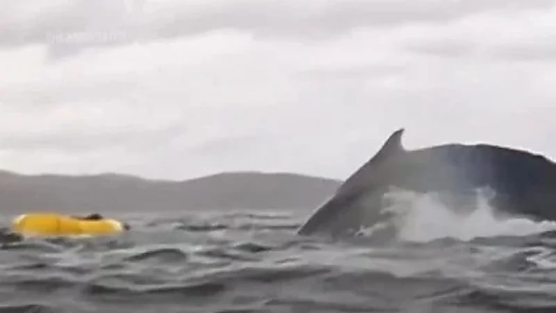 حوت أحدب يبتلع شابًا وقاربه ثم يلفظه سالمًا في مشهد مرعب .. فيديو