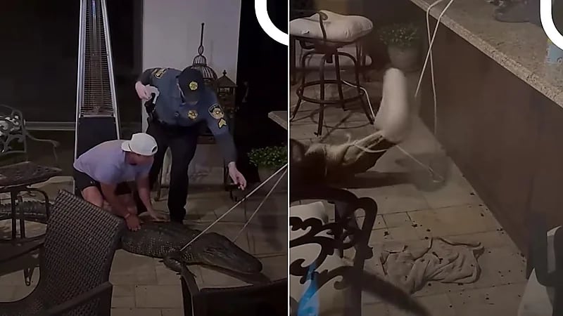 تمساح يتسلل إلى منزل في لويزيانا والشرطة تتدخل.. فيديو