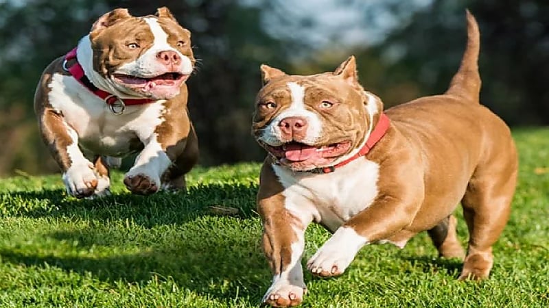 كلب بيتبول ينقض على طفلة رضيعة ويقتلها