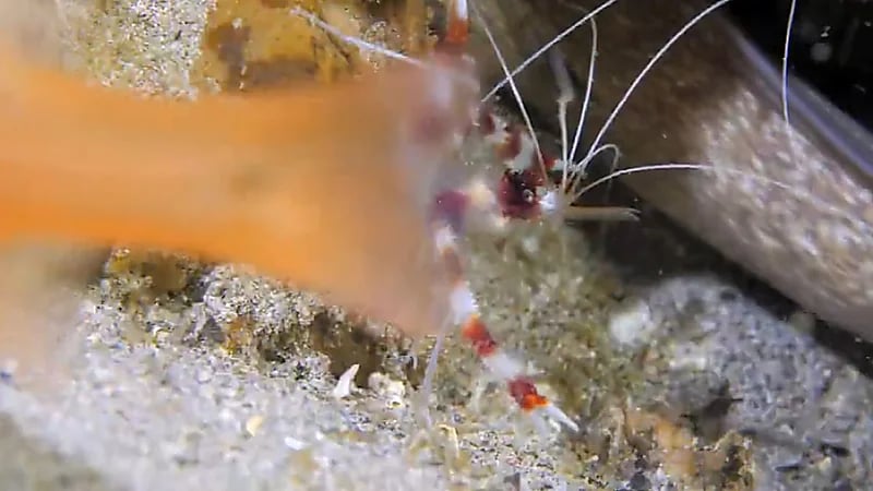 الحياة الفطرية تؤكد أهمية الروبيان في الحفاظ على صحة الكائنات البحرية