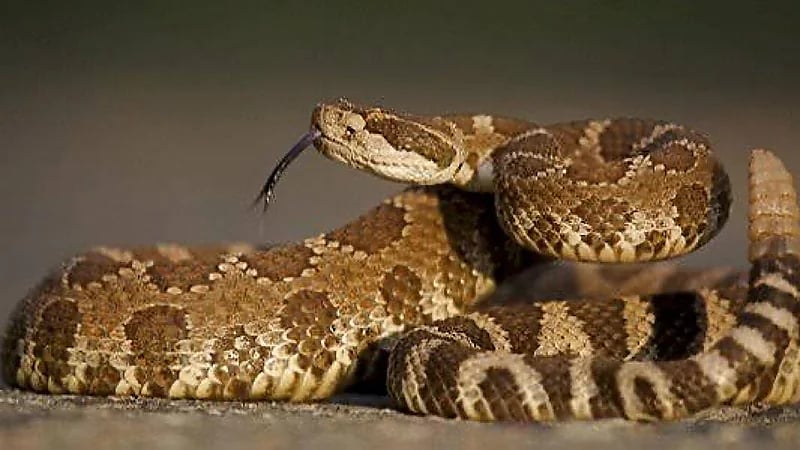 أفعي تثير الذعر داخل مرحاض قطار ... فيديو