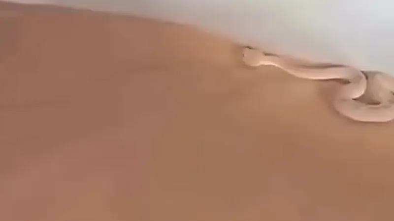 شخص يعرض فائدة الساتر اثناء الرحلات البرية ..فيديو