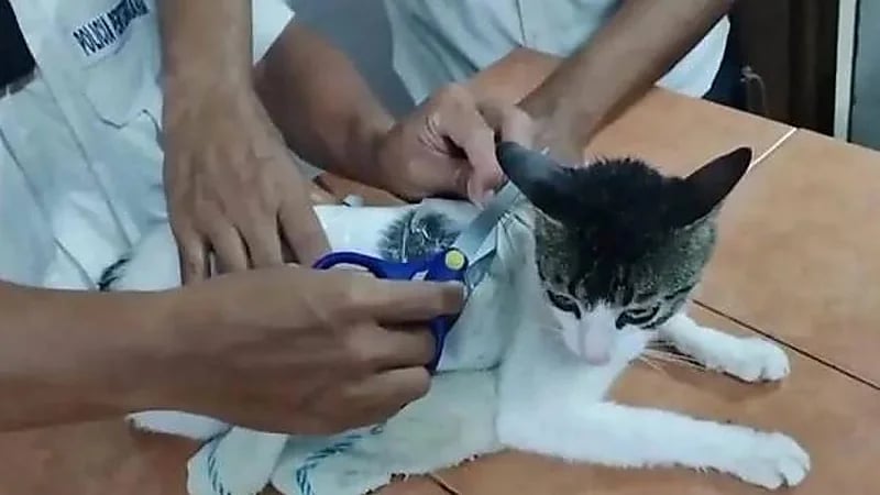 اعتقال قطة بتهمة تهريب المخدرات لأحد السجون .. فيديو