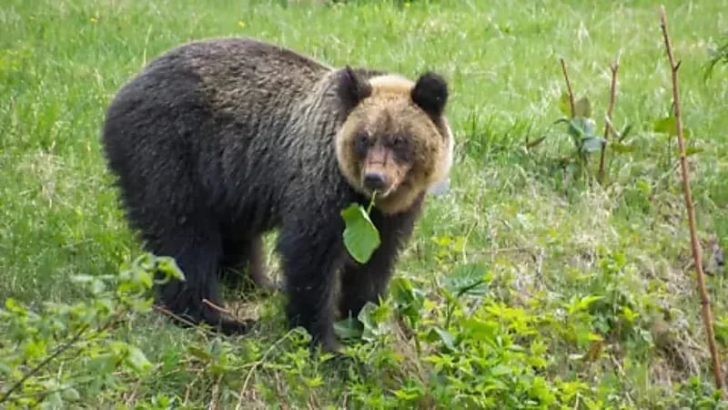 دب يتسبب في إنهاء بطولة نسائية بعد اقتحامه ملعب للغولف
