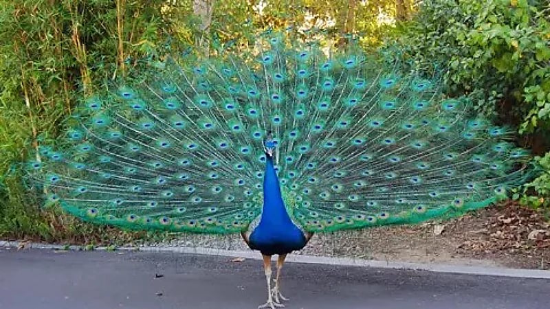 سرقة عشرات الطواويس من فندق تاريخي