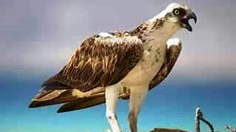 طائر جارح يشعل حريقًا بعد إسقاط سمكة على خطوط الكهرباء