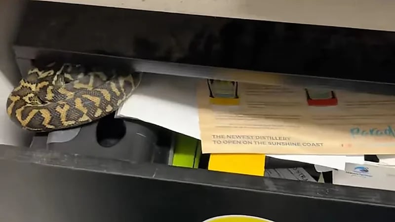 قيلولة لثعبان مختبأ في الدُّرج تثير رعب الموظفين .. فيديو