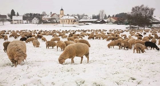 ويخلق ما لا تعلمون.. الأغنام ترعى فوق الجليد