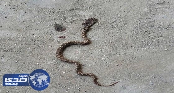 قائدة مدرسة تقضي على ثعبان سام بمحايل عسير