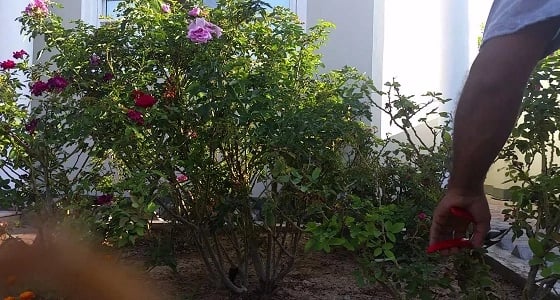 طلاب الطائف يقلمون فروع شجيرات الورد