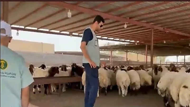 العقاقير والأدوية المنشطة أشهر أنواع غش الأضاحي (فيديو)