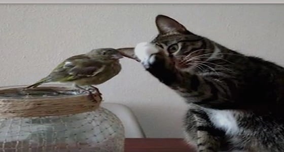 فيديو غريب لقط يحاول مداعبة عصفور