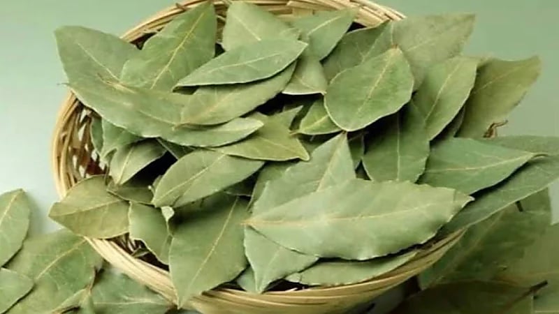 4 فوائد صحية كبيرة لورق الغار