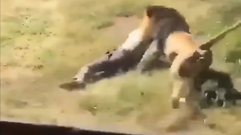 مشهد مرعب.. أسد يهاجم بوحشية مالك حديقة بريطانية