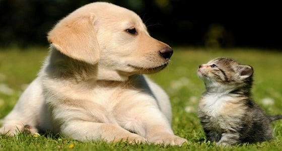 الرفق بالحيوان.. نصائح تساعدك في التعامل بطريقة صحيحة مع الحيوانات