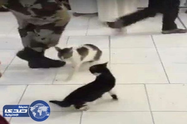 فيديو طريف .. خلاف حاد بين قطين في الحرم و الأمن يتدخل