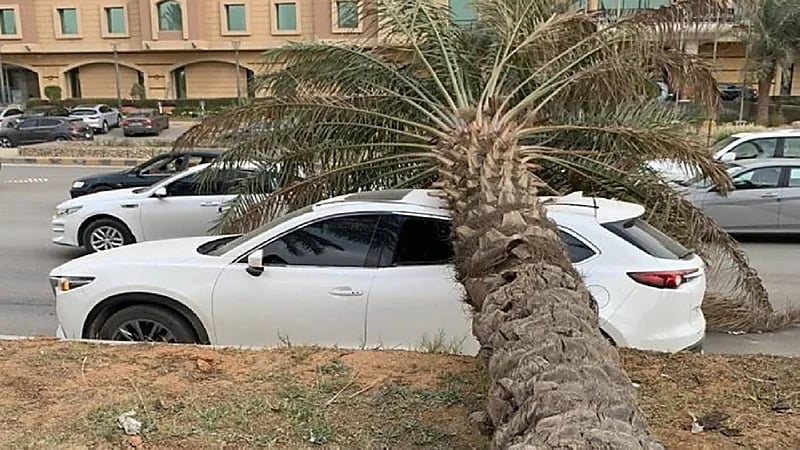 بيان توضيحي من «نجم» بخصوص حادثة سقوط نخلة على سيارة بالرياض