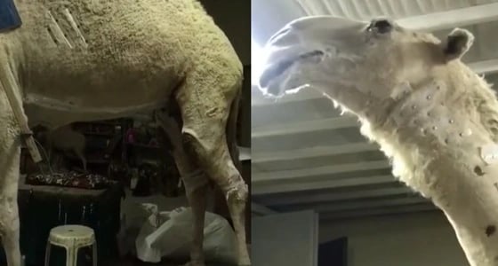 بالفيديو.. تحنيط " خزامة " لتكون مرجعًا لمن أراد معرفة مواطن جمال الإبل