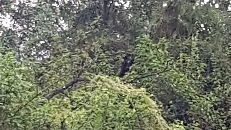 مخلوق غريب نصفه رجل والآخر كلب يطارد شخص