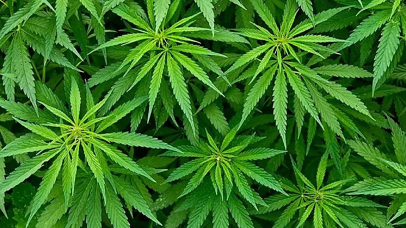 دولة تسعى لتشريع استهلاك "الحشيش" للترفيه