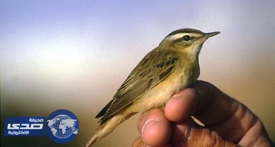 عصفور " الموينيو " يختفي من مدن فرنسا الكبرى