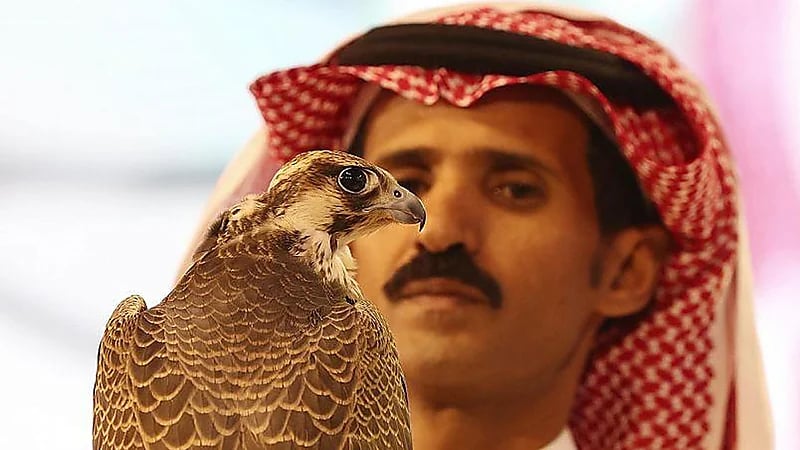 صقر طرح طبرجل يباع بـ 206 ريال محطما الرقم القياسي