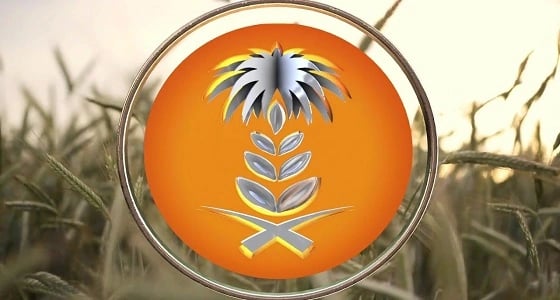 المؤسسة العامة للحبوب ترسي الدفعة الثانية من الشعير العلفي المستورد لهذا العام