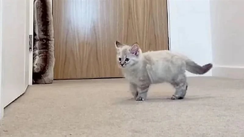 بالصور .. تصرف غير متوقع من قطة تُرِكت بمفردها في منزل