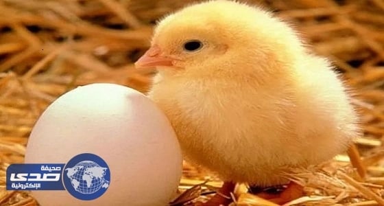 " الغذاء والدواء " ترفع الحظر المؤقت لاستيراد الدواجن من الكويت