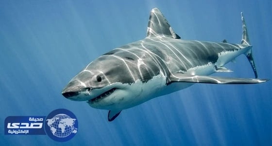 بالفيديو.. سمكة قرش تٌعلق بقارب صيد