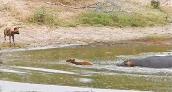 بالفيديو.. محاولات يائسة لظبي محاصر بين فرس النهر وكلب بري