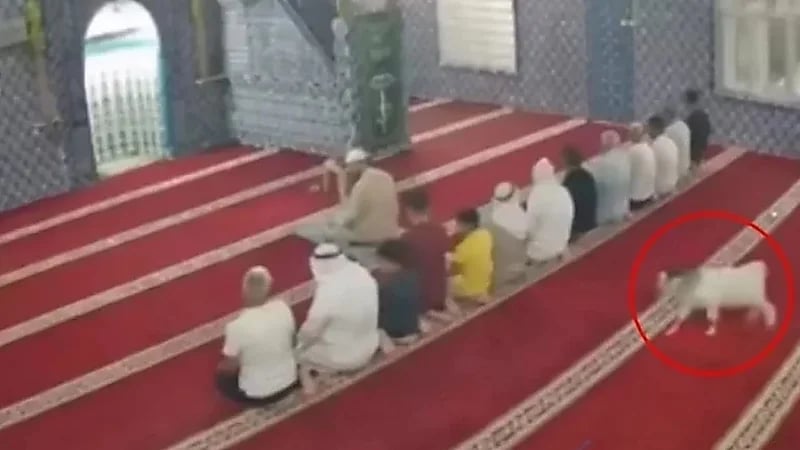 موقف طريف لماعز صغيرة داخل مسجد أثناء الصلاة.. فيديو