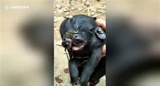 بالصور.. ولادة نادرة لخنزير برأسين وأنفين وثمانية أرجل