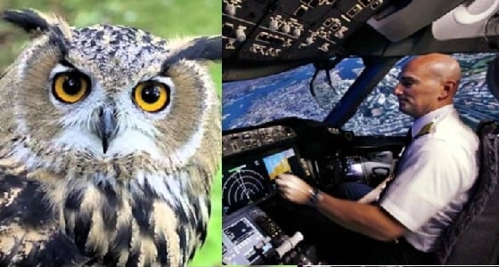 في استهانة بحياة الركاب..طياران يرقصا مع بومة داخل قمرة القيادة