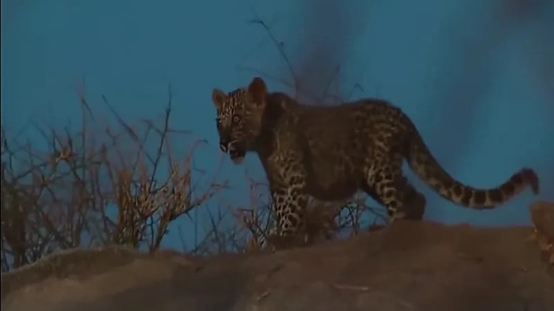 الحياة الفطرية: زيادة أعداد قرود البابون سبب تدهور أعداد النمر العربي في المملكة