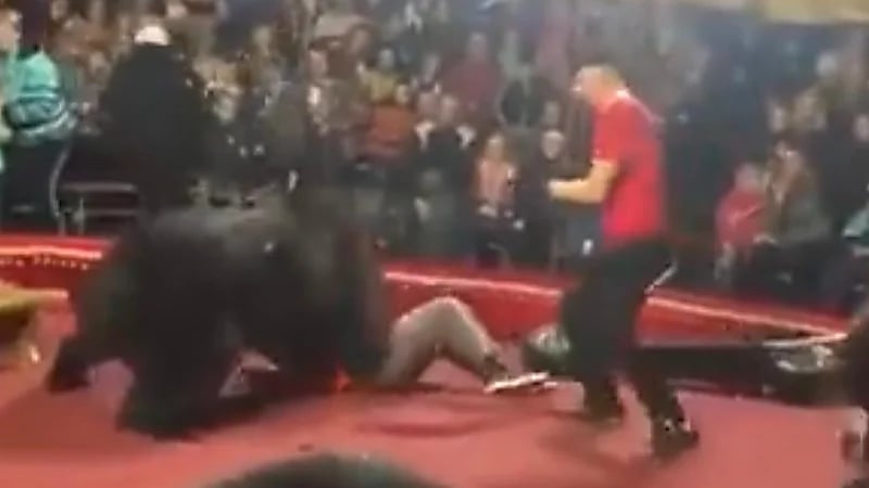 شاهد.. هجوم عدواني لدب غاضب ينقض على مدربه في عرض مباشر