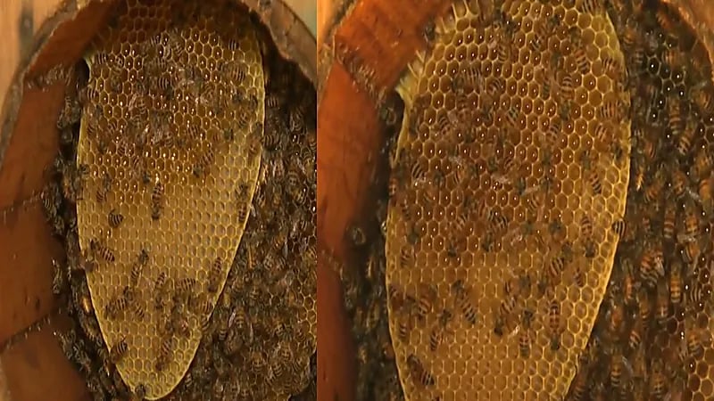 شاهد.. مواطن يربي أكثر من نصف مليون نحلة بمنزله في رجال ألمع