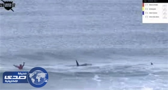 بالفيديو.. حوتان قاتلان يقطعان مسابقة ركوب أمواج