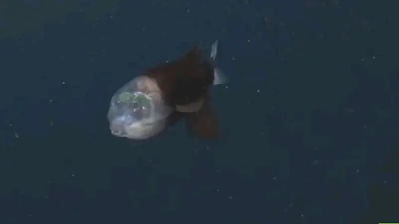 شاهد.. رصد سمكة "فضائية" برأس شفاف في أعماق المحيط الهادئ