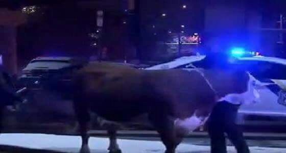 بالفيديو.. بقرة تعطل طريق سريع بالفلبين